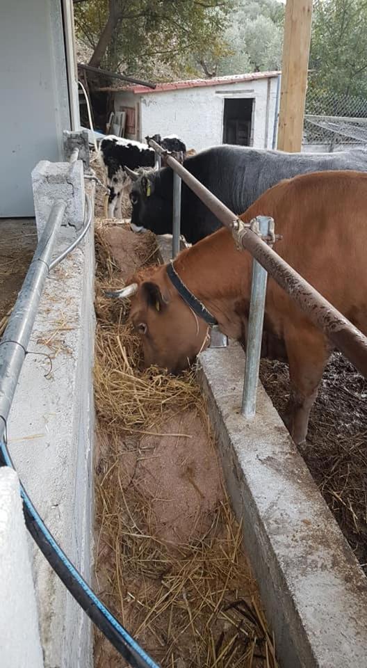 Aquara Tenuta Martino المظهر الخارجي الصورة